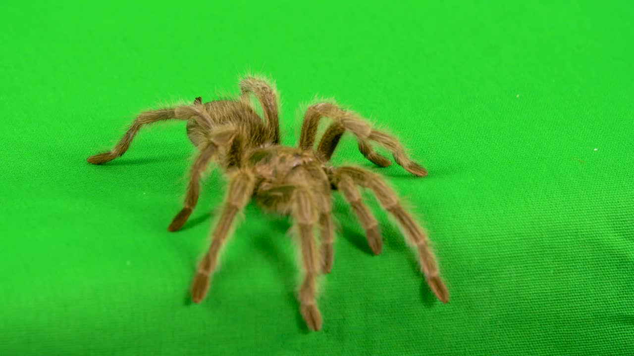 녹색 화면을 걷고 있는 근접 갈색 타란툴라가 가장자리에 접근하고 계속 진행하기 전에 멈춥니다.