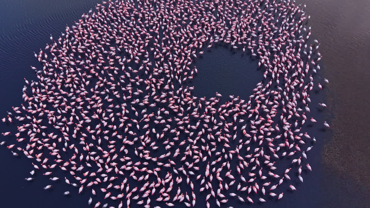 Flamingos dance in perfect harmony at twilight, creating a stunning circle on serene water