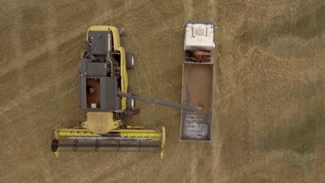 top down drone view of a combine harvester unloading wheat onto a truck trailer