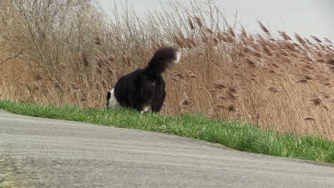 a-dog-taking-a-pee-on-a-very-windy-day,-black-and-white-border-collie