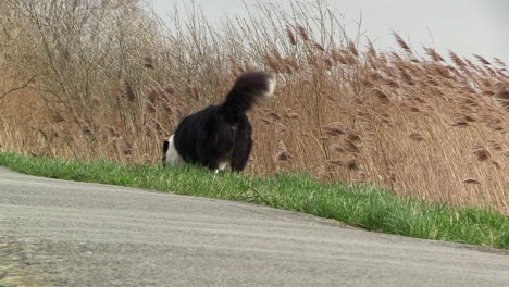 a dog taking a pee on a very windy day, black and white border collie