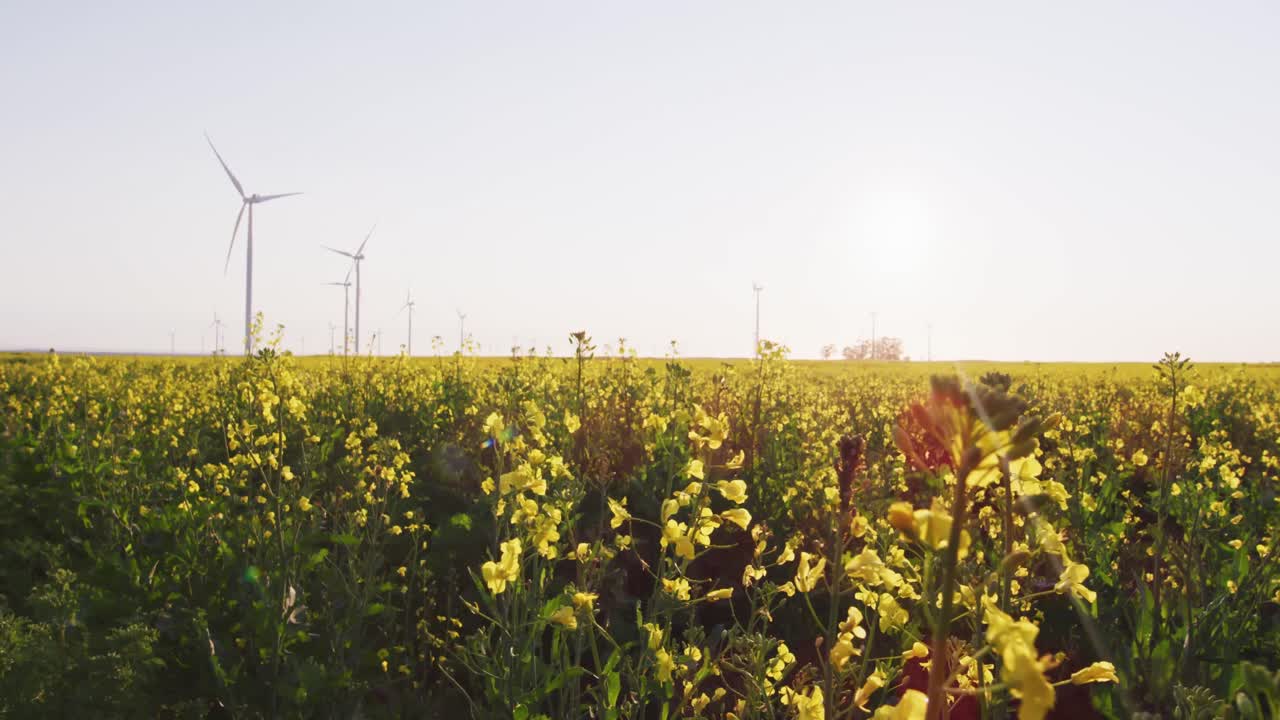배경 에 풍력 터빈 과 함께 불고 있는 노란색 초원 꽃
