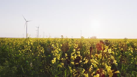 Yellow-meadow-flowers-blowing-with-wind-turbines-in-background