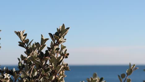 tree branches with ocean background at brighton beach