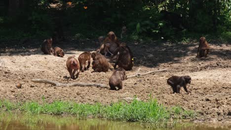 Una-Tropa-Ocupada-Excavando-En-Busca-De-Minerales-Para-Alimentarse,-Ya-Que-También-Cambian-De-Lugar-Y-Se-Mueven