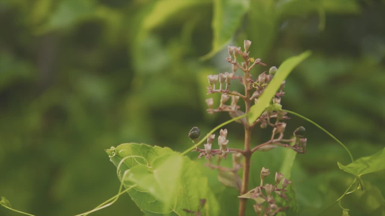 clip de cerca de pequeñas flores blancas y hojas verdes de una planta, con hojas balanceándose en el fondo