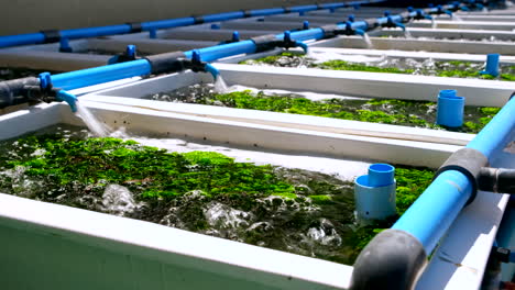 sea water from blue pvc pipes flowing into bubbling aerated abalone tanks