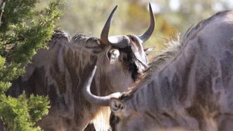 closeup of wildebeest gnu face with horns in herd looking at camera, static