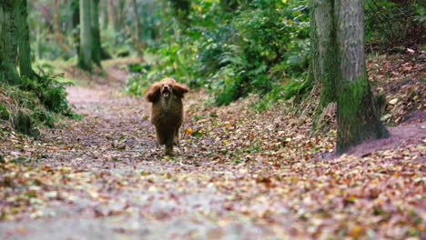 Perro-Caniche-Estándar-Corriendo-Al-Aire-Libre