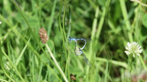 blue dragonfly on green grass in the garden