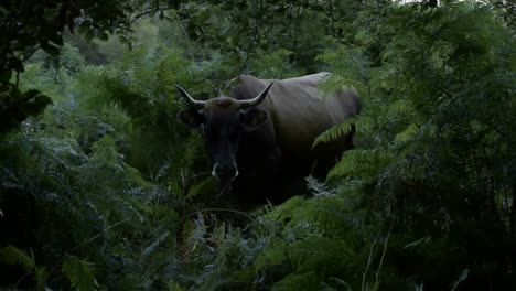 dark italian jungle like woods with cows passing by eating