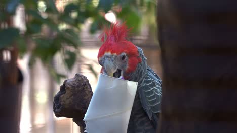 male gang-gang cockatoo, callocephalon fimbriatum with red head crest, perched on tree branch, playing with the enrichment with its beak in the habitat, encourage foraging and natural behaviour