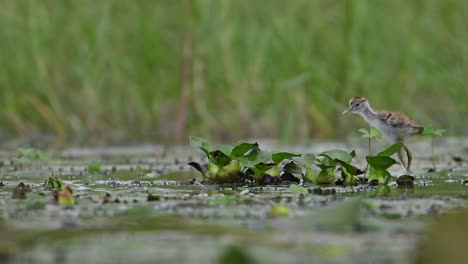 Jacana-De-Cola-De-Faisán-Y-Polluelo-En-Un-Día-Lluvioso-En-La-Zona-De-Humedales