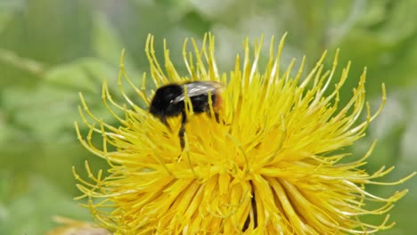 Eine-Makro-Nahaufnahme-Einer-Hummel,-Die-Eine-Gelbe-Blume-Bestäubt-Und-Dann-Wegfliegt