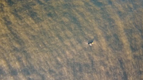 paisaje de drones toma aérea escénica de surfista remando a través del canal del océano en aguas turbias y sombrías océano pacífico costa central nsw australia 4k