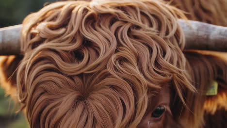close-up of highland cattle