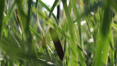 Bulrush-pond-reeds-close-up-blowing-in-the