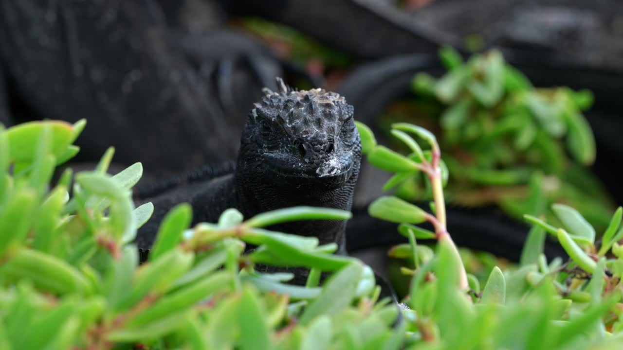 A black marine iguana comes into focus as it sits amongst vegetation on Santa Cruz Island in the Gal&aacute;pagos Islands