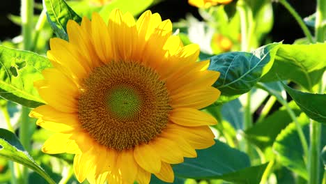 close-up of a sunflower