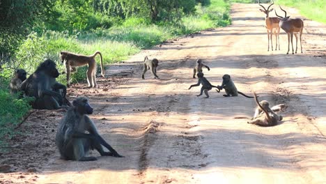 campo lungo di giovani babbuini che giocano in strada mentre gli adulti seduti all'ombra si puliscono a vicenda