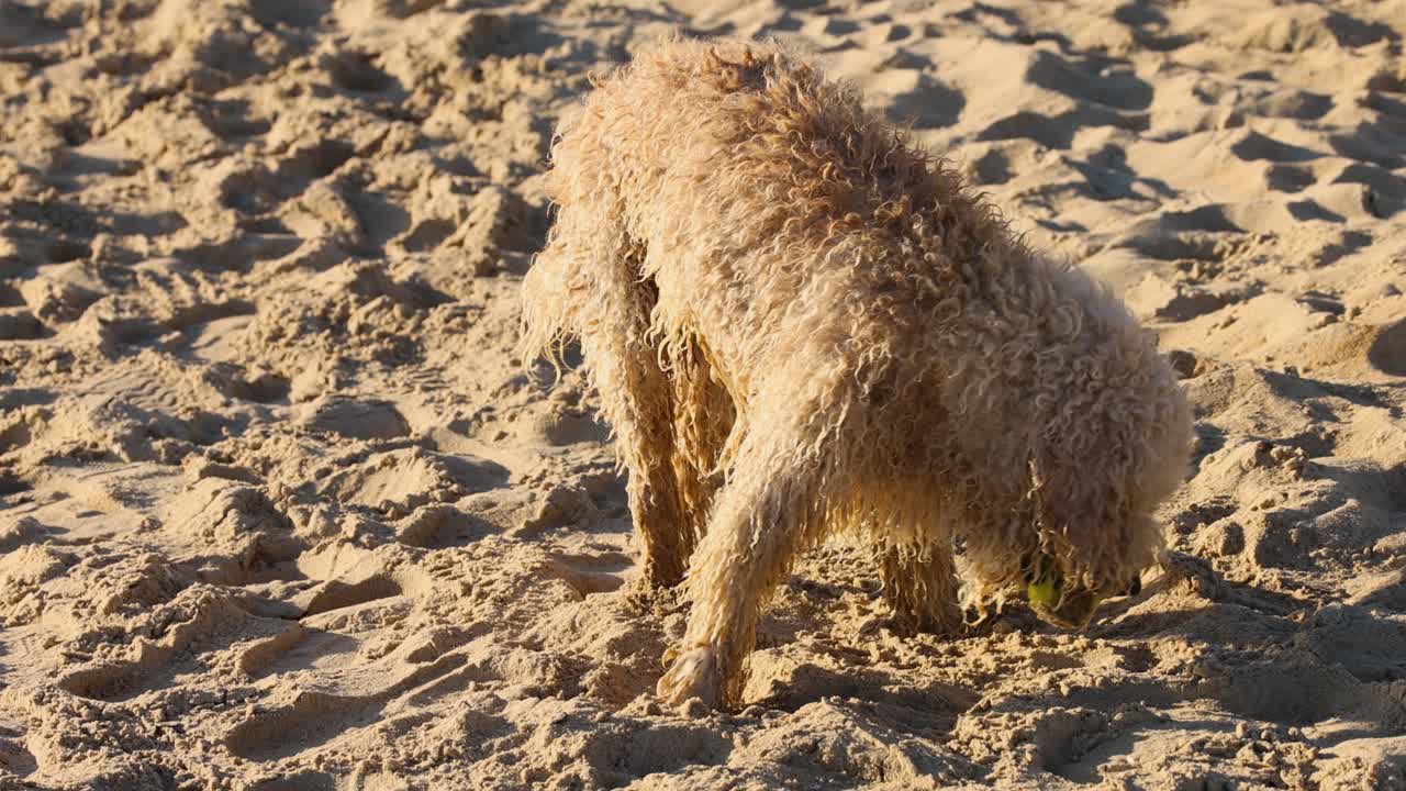 모래 해변 에서 공 과 상호 작용 하는 개