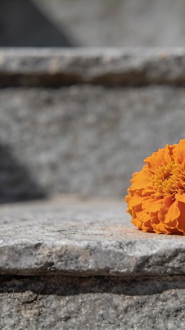 Video verticale: Telecamera che panoramica, spostando una singola calendula arancione a destra sui gradini di pietra, rivelando un'ombra.