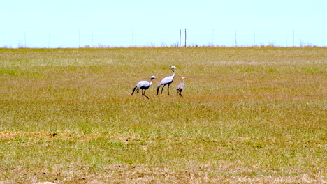 pair of paradise cranes walk on overberg farm land with newborn chicks