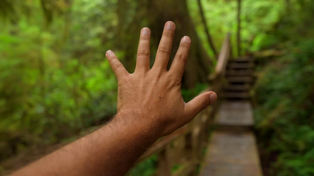 Mano che si protende in una foresta verde