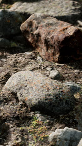 close-up of rocks and moss on the forest floor