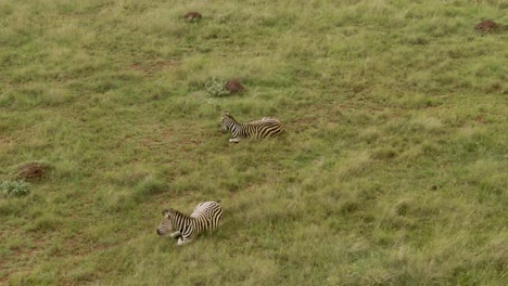 Drone-aerial-footage-of-Two-zebra's-laying-in-green-grassed-savannah-in-the-wild