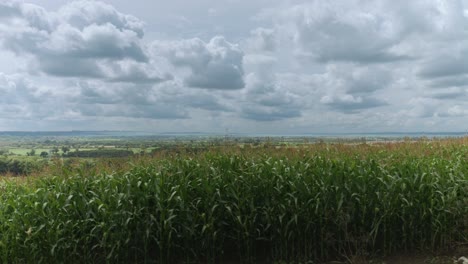 A-vista-from-Sandridge-Hill,-Wiltshire-of-crops-and-clouds-on-a-fine-day