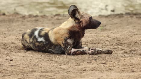 one adult african wild dog lifting its head while lying down next to water