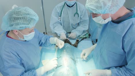 cirujanos veterinarios en la sala de operaciones haciendo la castración de gatos