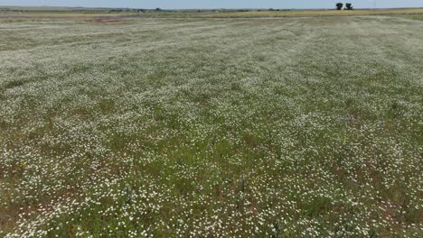 drone flight in reverse over a crop field full of white s