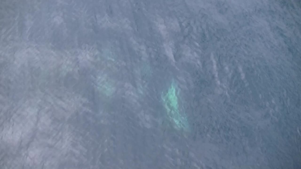 컨테이너 선박 앞에서 점프하는 돌고래