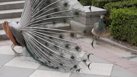 exhibición de cortejo de peacok junto a peahen en jardines en el parque del retiro, madrid, españa