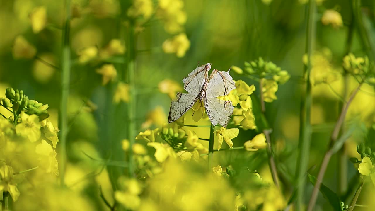 La luminosa luce del giorno incornicia farfalle atlante (Genere Cyrestis) che si nutrono delicatamente di nettare tra fiori di senape gialli.