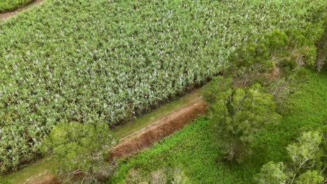 aerial view of expansive sugarcane fields and rainforest in port douglas, queensland. bright, natural lighting highlights the lush greenery