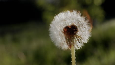 白色的 dandelion 種子在火中燃燒