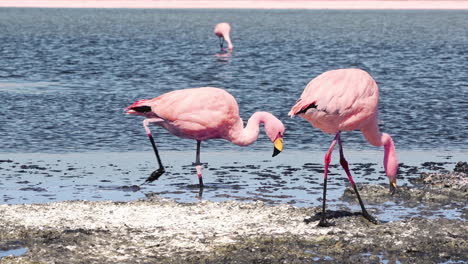 el flamenco pica a través del suelo seco en el lecho de la orilla del lago por el agua