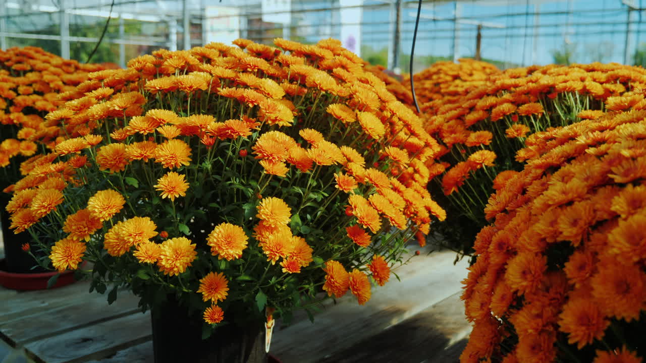 macetas de crisantemos naranjas