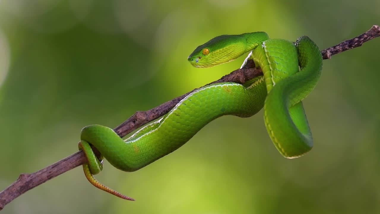 la víbora de labios blancos es una víbora venenosa endémica del sudeste asiático y a menudo se encuentra durante la noche esperando en una rama o rama de un árbol cerca de un cuerpo de agua con muchos alimentos