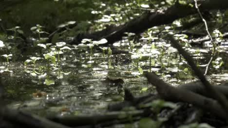 Wasserpflanzen-Im-Bach-Sonnigen-Tag-Reflexion-Im-Wasser-Statisch