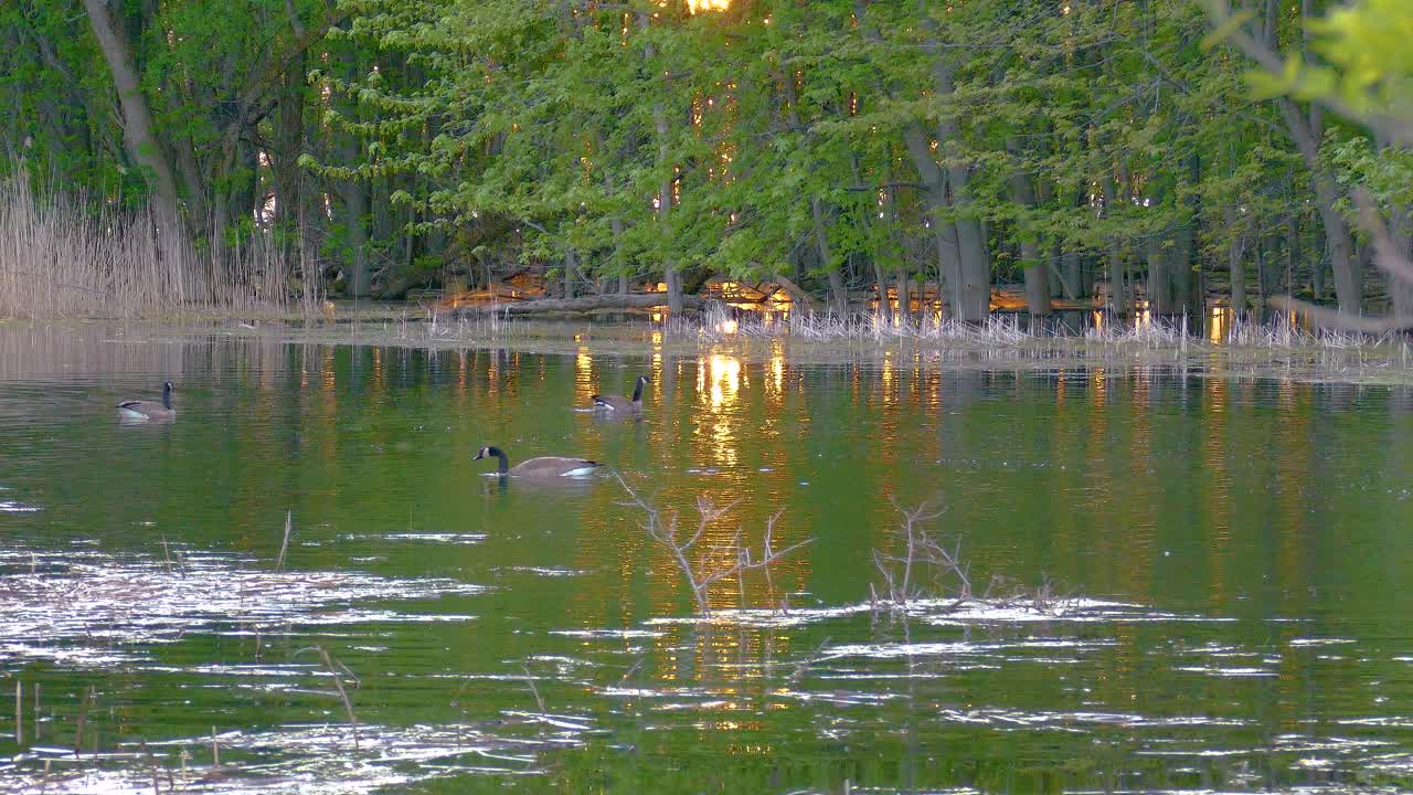 Waterfowl gather food by diving on the lake at sunset. Wild ducks on calm water. Ottawa, Ontario, Canada