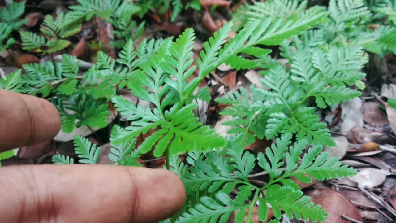 tocando la planta silvestre en la selva tropical