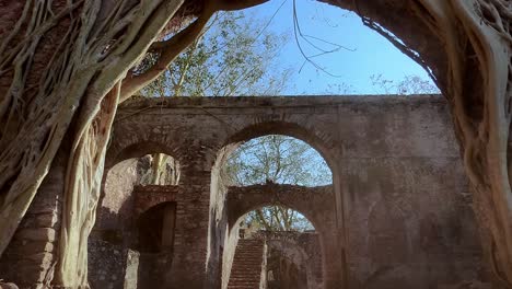 large tree roots growing on the walls and arches of the hacienda de san jacinto ixtoluca, an old sugar plantation in morelos, mexico, showcase nature reclaiming the ruins