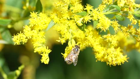miel de abeja recogiendo polen en flores amarillas hd cámara lenta