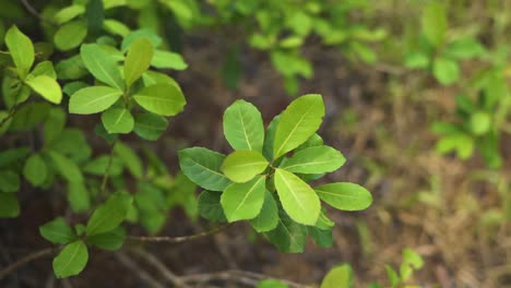 close up of the tree leaves