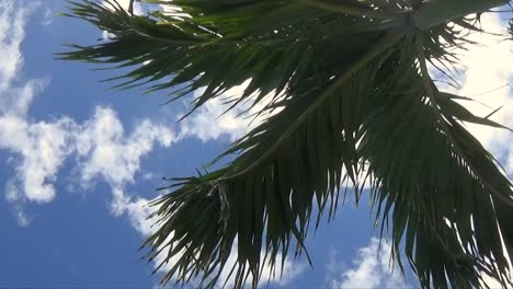 palmera contra el cielo