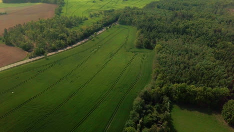 Vista-Aérea-Del-Campo-De-Cultivo-Que-Sopla-En-El-Viento-Con-Bosque-En-El-Fondo-En-Una-Zona-Rural